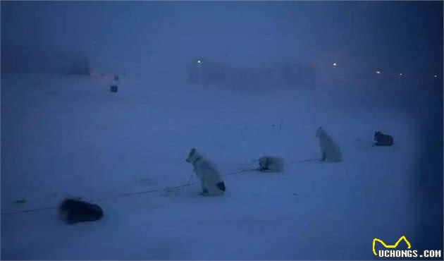 这是世界上最孤独、却最勇敢的雪橇犬!