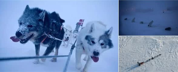 这是世界上最孤独、却最勇敢的雪橇犬！