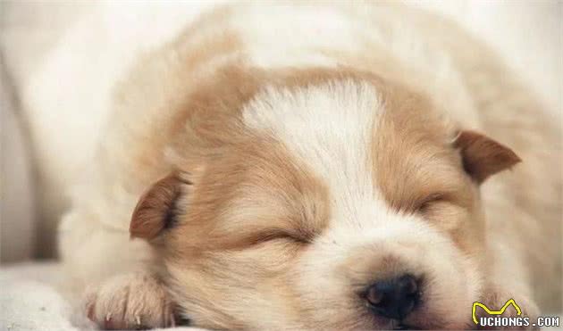 做到这几点，狗狗睡眠质量会更好
