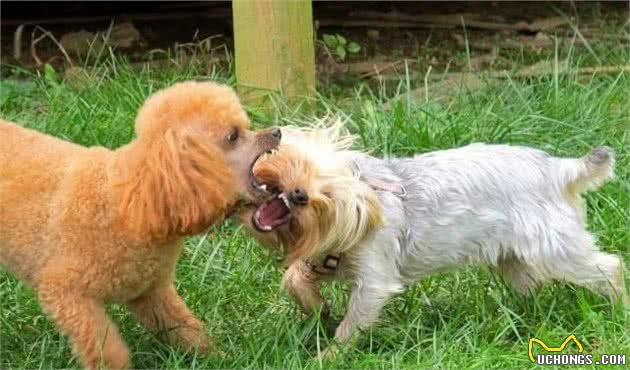 犬性格，跟犬种没有绝对关系！别以为买了金毛犬就不必教