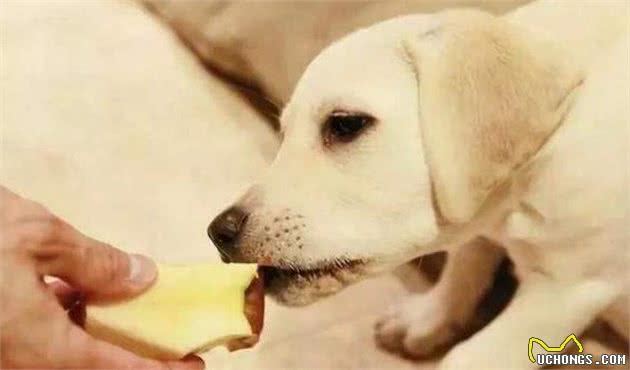 别一直给狗吃犬粮，多给它吃这5种食物，它会更健康