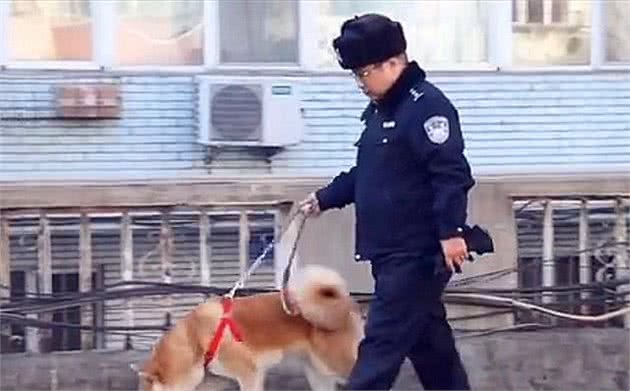 秋田犬走失很多天多亏警察细心照料？主人认领时告知，原为追求异性