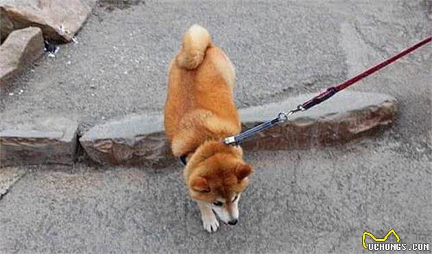 秋田犬走失很多天多亏警察细心照料？主人认领时告知，原为追求异性