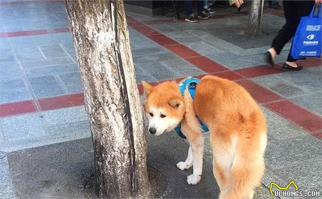 秋田犬走失很多天多亏警察细心照料？主人认领时告知，原为追求异性