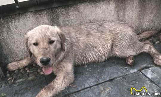 拉布拉多犬真的很好养吗？别被骗了，清点它的6大特征