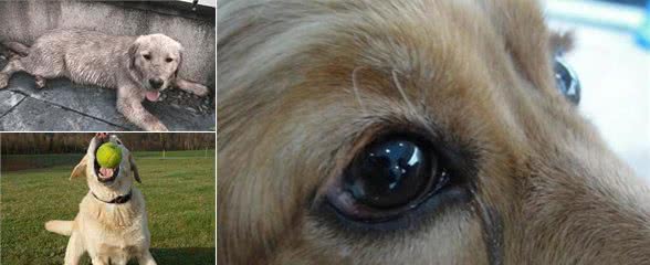 拉布拉多犬真的很好养吗？别被骗了，清点它的6大特征