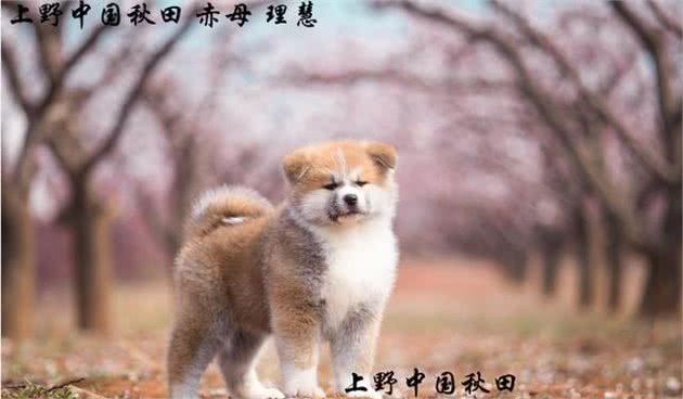 秋田犬什么时候开始训练较好