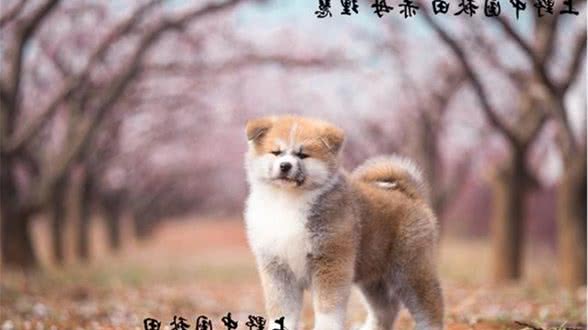 秋田犬什么时候开始训练较好