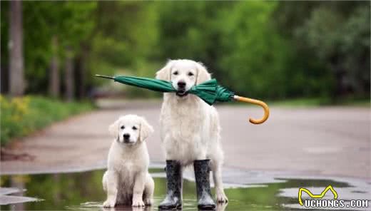 下雨天狗狗的排便问题难以处置？这些技巧，帮你训练狗狗雨天排便