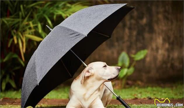 下雨天狗狗的排便问题难以处置？这些技巧，帮你训练狗狗雨天排便