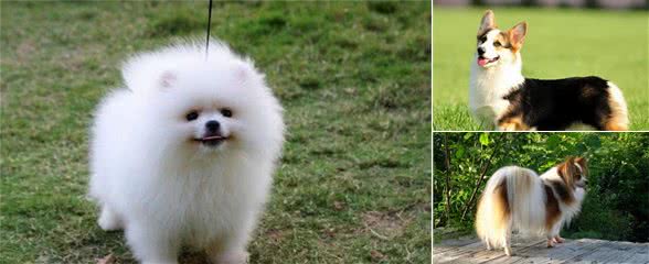 人气很高的几种小型宠物犬，看看有没有你喜欢？