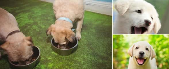 哪一种品种的大型犬值得饲养？墙裂推荐这几种！