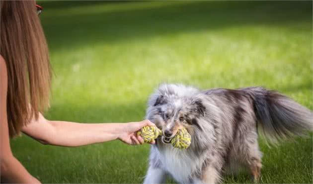 玩耍对犬来说有多重要？大约和人类的手机差不多，没了就会慌