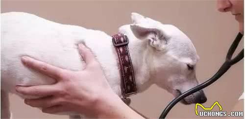 高龄狗狗突然乱排泄？多是老年痴呆！5招助狗狗预防老年痴呆