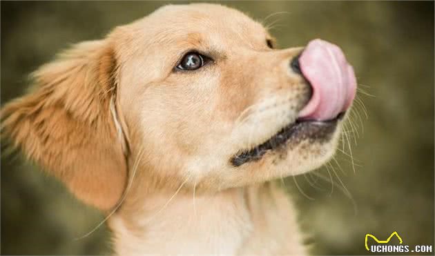 狗狗鼻子干不一定是生病！但狗狗鼻子干还有这些症状，就是生病了