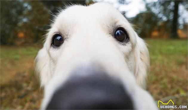 狗狗鼻子干不一定是生病！但狗狗鼻子干还有这些症状，就是生病了