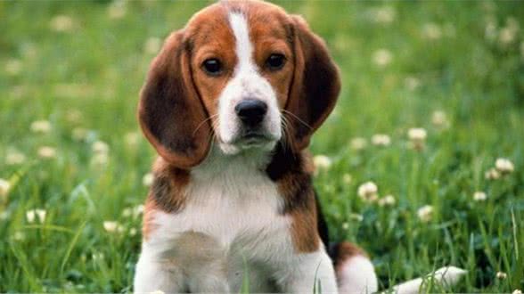 选择困难症！柯基犬和比格，应当选哪一个？