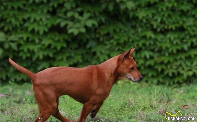 5种濒临灭绝的狗狗，福犬也在其中