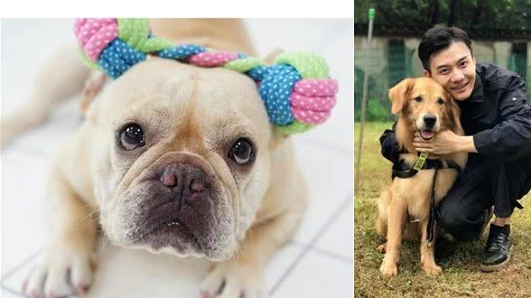 怎样教育家里的宠物犬，让狗狗懂事又省心？