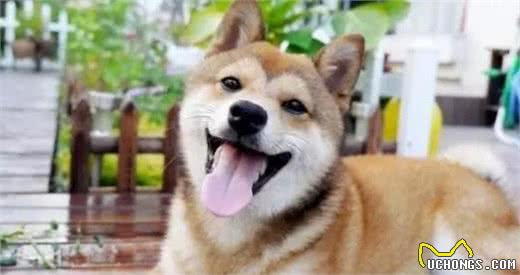 养狗的家里有异味儿怎么办，从哪下手开始处置，才能够减少狗味