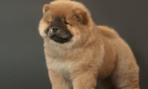 松狮犬怎么看纯不纯松狮犬怎么看好坏