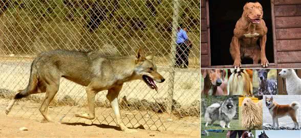 所有的狗都打不过野生灰狼？不能一概而论，巨型犬能够打败小型狼