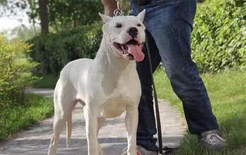 狗狗需要剪耳朵吗？杜高犬必须剪，比特犬剪后心情郁闷
