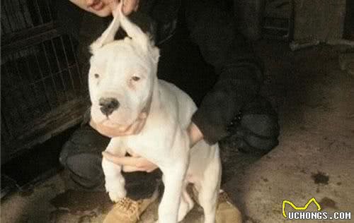狗狗需要剪耳朵吗？杜高犬必须剪，比特犬剪后心情郁闷
