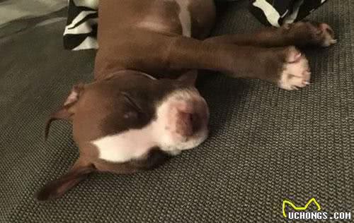 狗狗需要剪耳朵吗？杜高犬必须剪，比特犬剪后心情郁闷