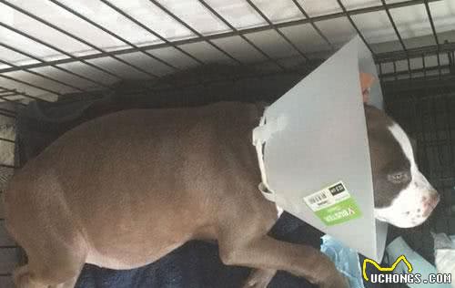 狗狗需要剪耳朵吗？杜高犬必须剪，比特犬剪后心情郁闷