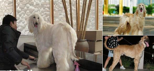 阿富汗猎犬会咬人吗阿富汗猎犬咬人怎么办