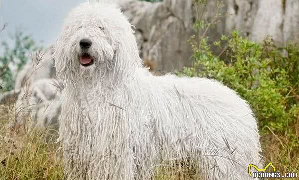 成年拖把狗多少钱一只可蒙犬多少钱一只