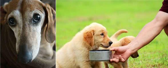 幼犬为什么不能吃全犬期犬粮？