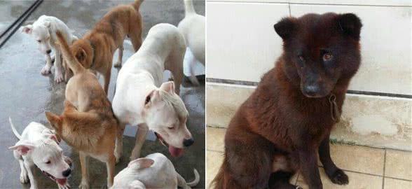 百头猎狗齐上阵老是让人挑花眼，最后一只别小看长的筋斗也咬獾