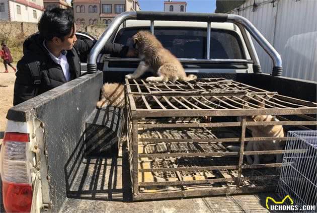 犬市：在成犬区域展示的哈士奇幼犬，比大狗更引人注目！