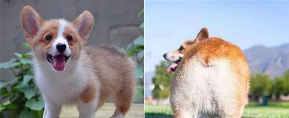 为什么柯基犬深受欢迎？这些优点，养过的都赞不绝口