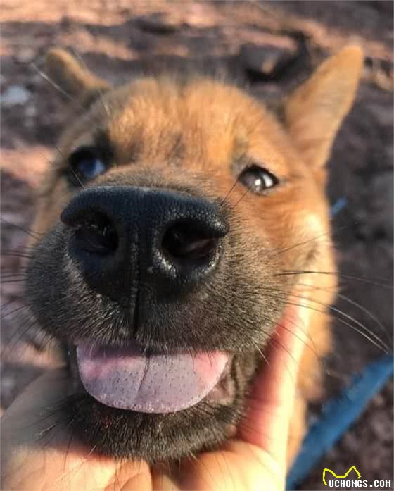 怎么样挑选一条好的猎犬