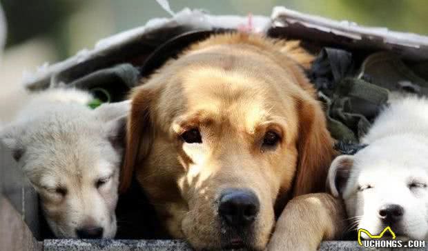 黄金猎犬背着小狗狗四周走看起来超可爱，真相却让人超生气！