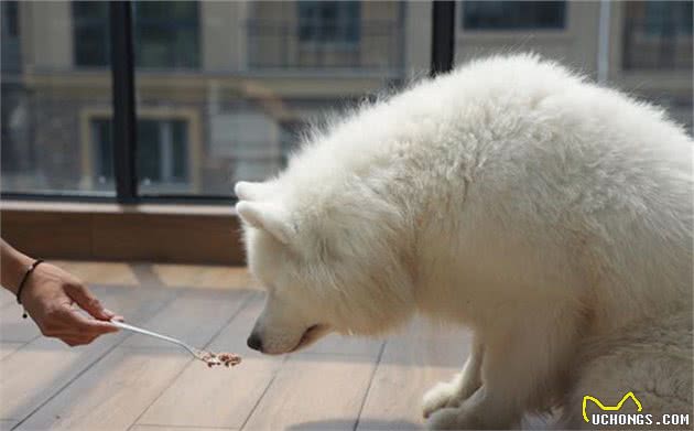 辟谣，喂食幼犬粮一天只能喂50粒？要是饿出低血糖可没后悔药