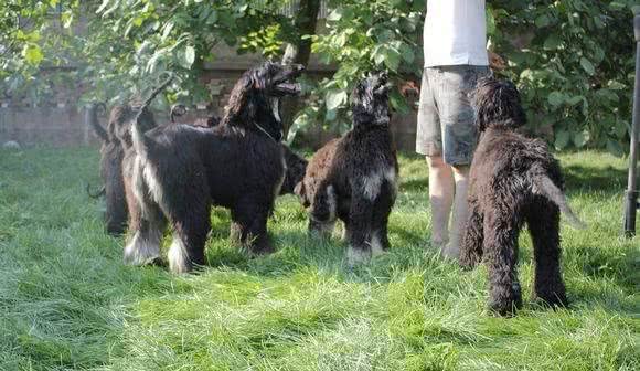 学会这几点—就能够挑选一条合格的阿富汗猎犬