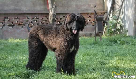 学会这几点—就能够挑选一条合格的阿富汗猎犬