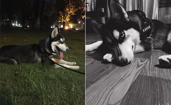 教你从狗狗便便中分析狗狗健康状况