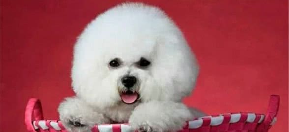 「2分钟」必看！比熊犬饲养的方式方法！