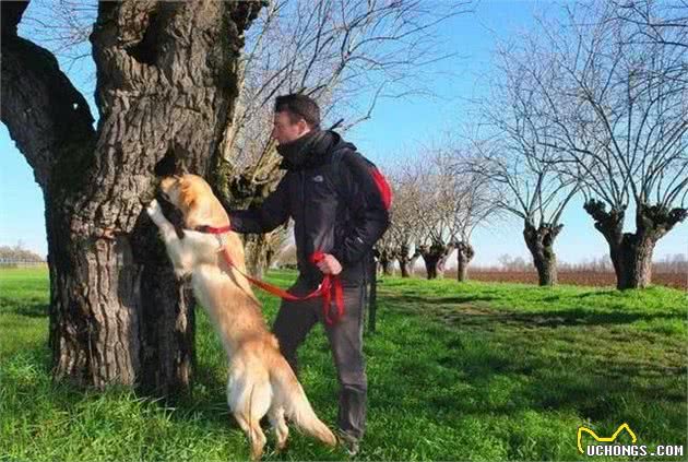 驱鸟犬、嗅探犬、濒危动物探测犬除了你常见的，它们的工作还很多