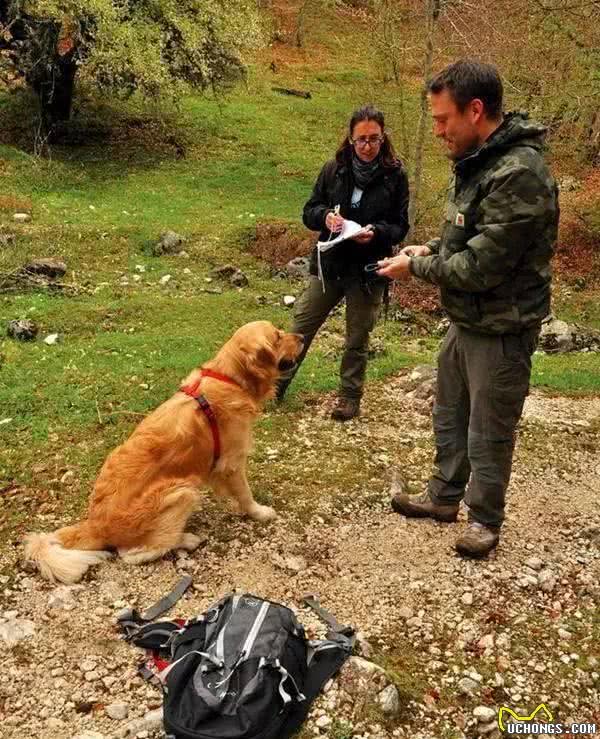 驱鸟犬、嗅探犬、濒危动物探测犬除了你常见的，它们的工作还很多