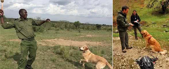 驱鸟犬、嗅探犬、濒危动物探测犬除了你常见的，它们的工作还很多