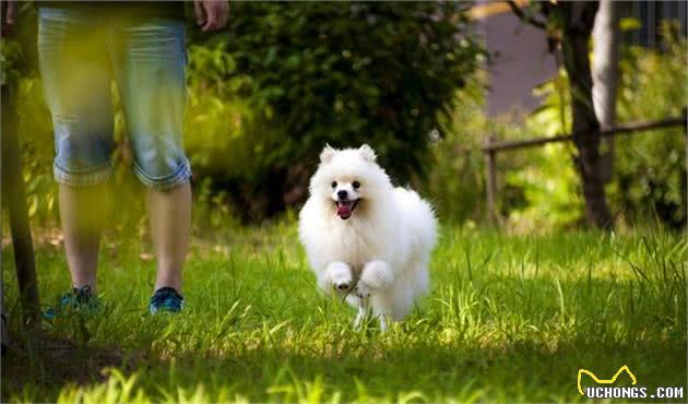 饲养博美犬要注意，这7个饮食误区不要踩，会让狗狗的身体“坏掉”