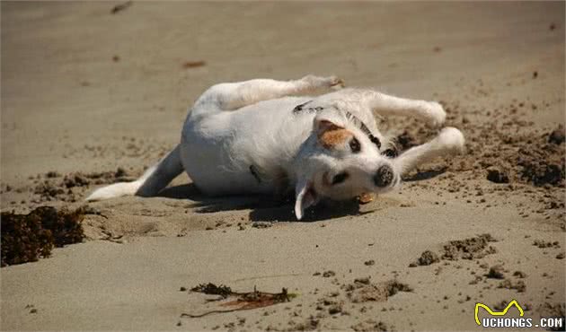 狗狗为什么会在地上打滚？主人该如何制止犬？这是疾病的征兆吗