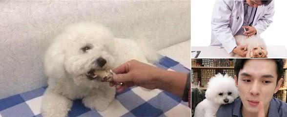 比熊犬的正确饲养方法，你做到几点？