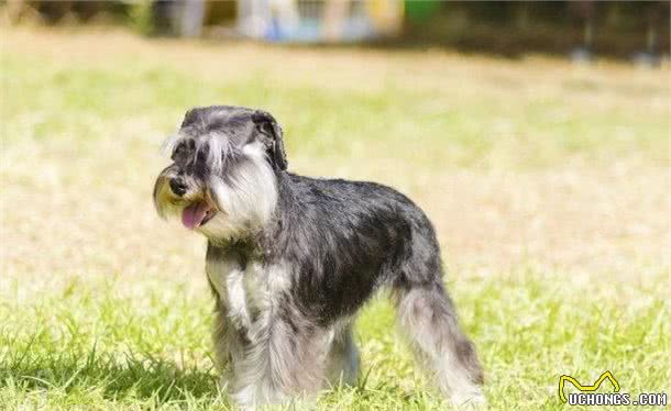 怎么挑选一只品相好的雪纳瑞犬？关键有几点